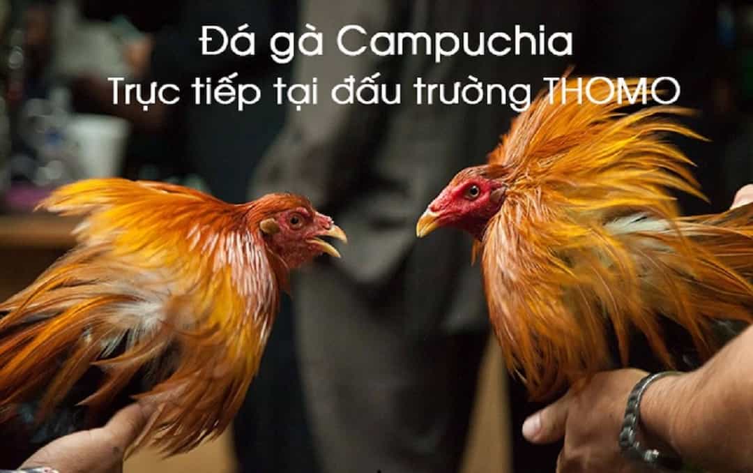 Đá gà Campuchia có thể xem qua kênh nào?
